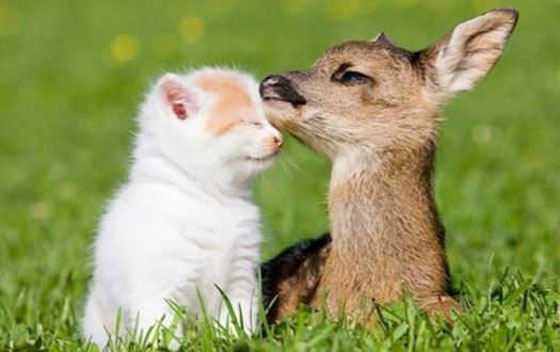 حقائق علمية جميلة ستجعلك تبتسم صورة رقم 16