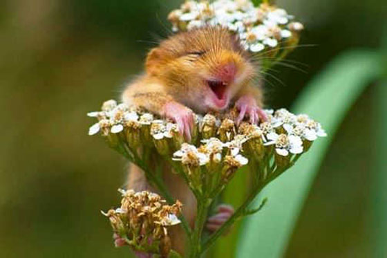 حقائق علمية جميلة ستجعلك تبتسم صورة رقم 3