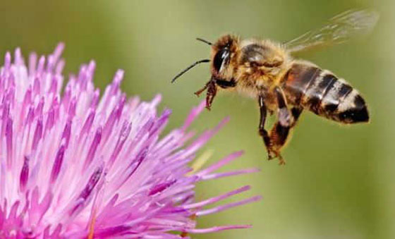 حقائق علمية جميلة ستجعلك تبتسم صورة رقم 5