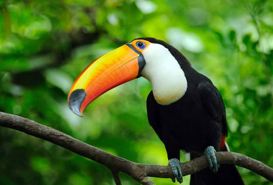 بالصور.. تعرفوا على أغلى الحيوانات ثمنا حول العالم صورة رقم 1