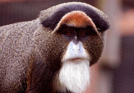 بالصور.. تعرفوا على أغلى الحيوانات ثمنا حول العالم صورة رقم 2