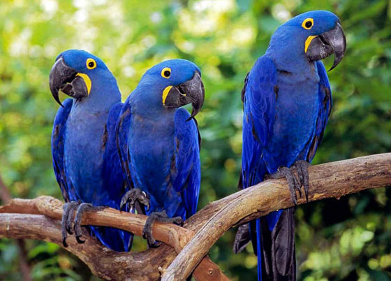 بالصور.. تعرفوا على أغلى الحيوانات ثمنا حول العالم صورة رقم 3