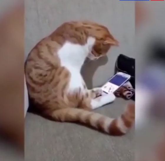  بالفيديو.. شاهدوا ردة فعل مؤثرة لقط يرى صاحبه على الهاتف صورة رقم 1