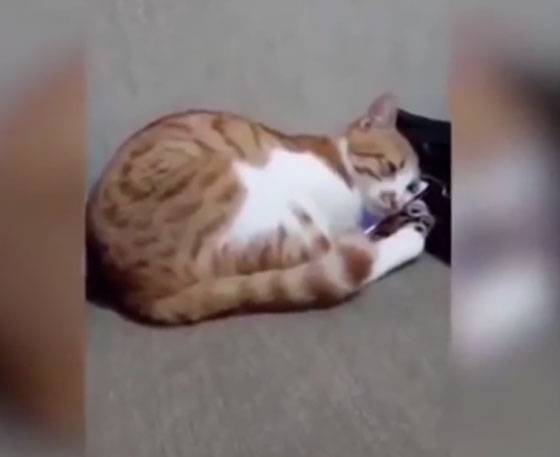  بالفيديو.. شاهدوا ردة فعل مؤثرة لقط يرى صاحبه على الهاتف صورة رقم 4