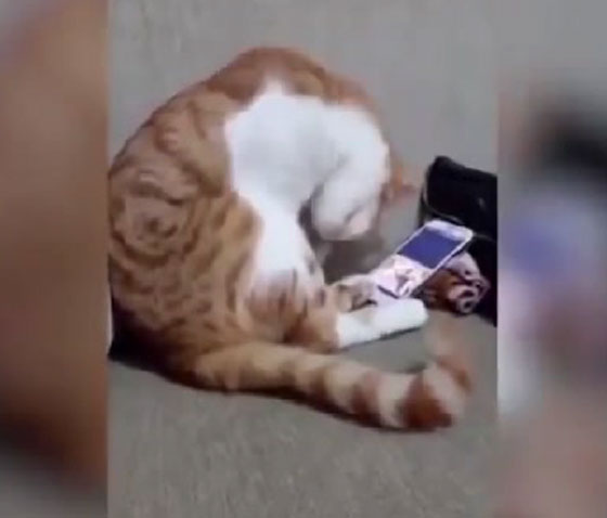  بالفيديو.. شاهدوا ردة فعل مؤثرة لقط يرى صاحبه على الهاتف صورة رقم 2