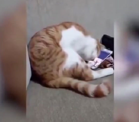  بالفيديو.. شاهدوا ردة فعل مؤثرة لقط يرى صاحبه على الهاتف صورة رقم 3