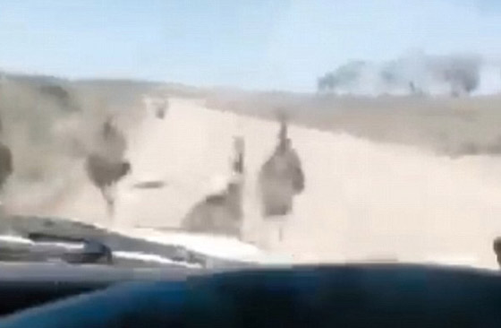 فيديو قاسي.. سائق أسترالي يقوم بدهس موكب من النعام عن عمد وهو يضحك! صورة رقم 1 فيديو قاسي.. سائق أسترالي يقوم بدهس موكب من النعام عن عمد وهو يضحك! صورة رقم 1