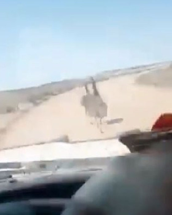 فيديو قاسي.. سائق أسترالي يقوم بدهس موكب من النعام عن عمد وهو يضحك! صورة رقم 3 فيديو قاسي.. سائق أسترالي يقوم بدهس موكب من النعام عن عمد وهو يضحك! صورة رقم 3