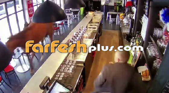 فيديو: حصان يسبب الفوضى والذعر بعد اقتحامه حانة في فرنسا صورة رقم 4