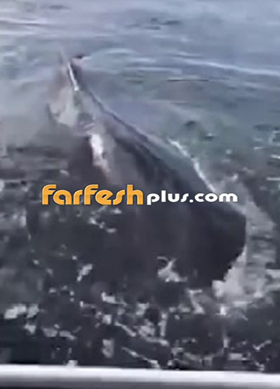 امرأة مذعورة تتصل بالشرطة: هناك 3 حيتان تحتنا وأنا خائفة! صورة رقم 4