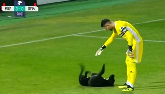 فيديو طريف.. كلب يقتحم ملعبا ويتسبب في تعطيل مباراة كرة قدم صورة رقم 4