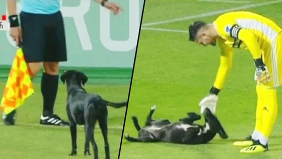 فيديو طريف.. كلب يقتحم ملعبا ويتسبب في تعطيل مباراة كرة قدم صورة رقم 6