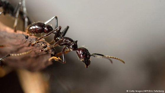  ���� ��� 13 -  ���� ����� ������ ��� ����� ������