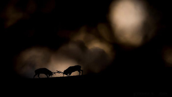 إليكم أفضل صور للحياة البرية وأروعها لعام 2018 صورة رقم 2