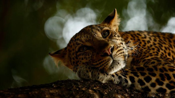 إليكم أفضل صور للحياة البرية وأروعها لعام 2018 صورة رقم 3