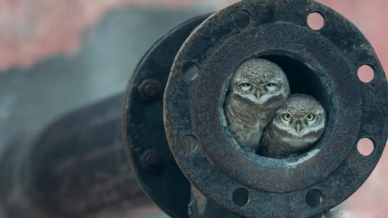 إليكم أفضل صور للحياة البرية وأروعها لعام 2018 صورة رقم 5