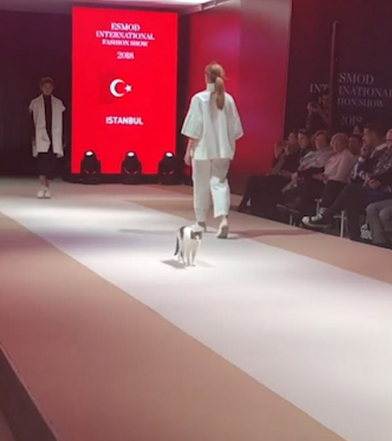 فيديو طريف.. قطة تسرق الأنظار على منصة عرض أزياء في إسطنبول صورة رقم 1
