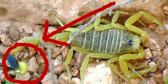 سم العقرب: أغلى سائل في العالم قيمته تصل إلى 39 مليون دولار! صورة رقم 9