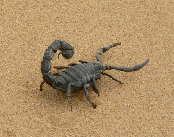 سم العقرب: أغلى سائل في العالم قيمته تصل إلى 39 مليون دولار! صورة رقم 8