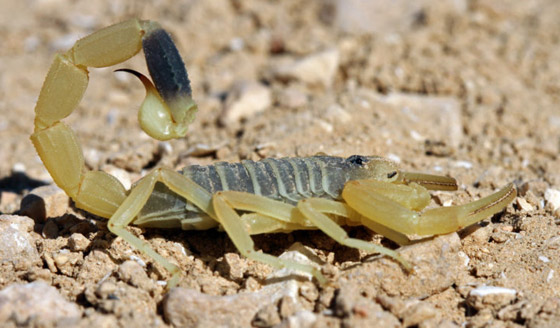 سم العقرب: أغلى سائل في العالم قيمته تصل إلى 39 مليون دولار! صورة رقم 7