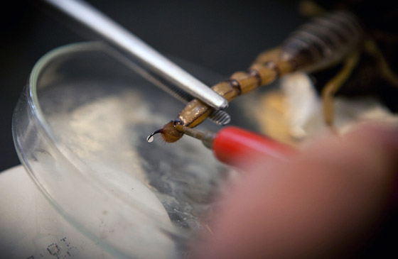 سم العقرب: أغلى سائل في العالم قيمته تصل إلى 39 مليون دولار! صورة رقم 3