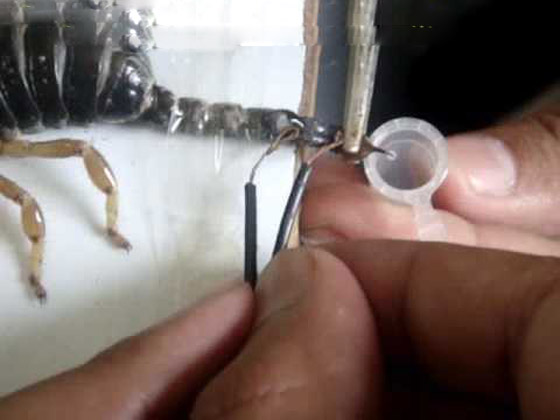 سم العقرب: أغلى سائل في العالم قيمته تصل إلى 39 مليون دولار! صورة رقم 4