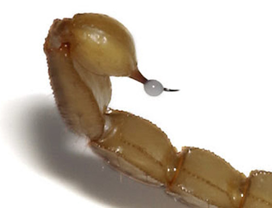 سم العقرب: أغلى سائل في العالم قيمته تصل إلى 39 مليون دولار! صورة رقم 5