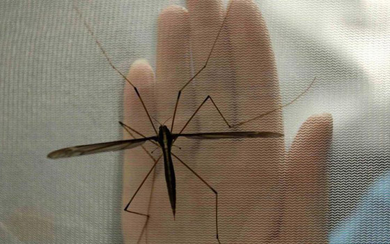 فيديو وصور: ناموسة كبيرة تدخل موسوعة جينيس كأكبر بعوضة بالعالم صورة رقم 8