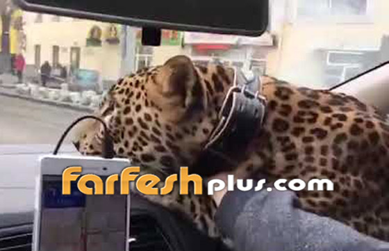 شاهد بالفيديو رجلا روسيا يصطحب معه فهدا في سيارة تاكسي صورة رقم 1
