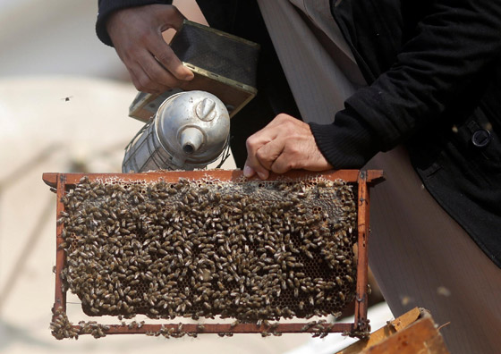 بالصور: مصري يستخدم سم النحل لعلاج الأمراض وتحسين المزاج! صورة رقم 4 بالصور: مصري يستخدم سم النحل لعلاج الأمراض وتحسين المزاج! صورة رقم 4