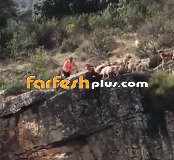 فيديو مروع.. سقوط كلاب صيد وفريستهم الغزال من جرف صخري! صورة رقم 4