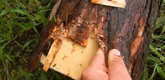 صدقوا أو لا تصدقوا.. هذه الأشياء صالحة للاكل لكننا نتجاهلها صورة رقم 5 صدقوا أو لا تصدقوا.. هذه الأشياء صالحة للاكل لكننا نتجاهلها صورة رقم 5