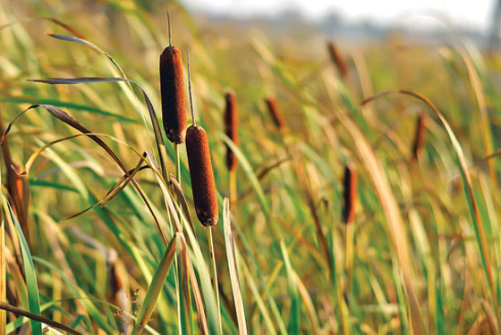 صدقوا أو لا تصدقوا.. هذه الأشياء صالحة للاكل لكننا نتجاهلها صورة رقم 6 صدقوا أو لا تصدقوا.. هذه الأشياء صالحة للاكل لكننا نتجاهلها صورة رقم 6