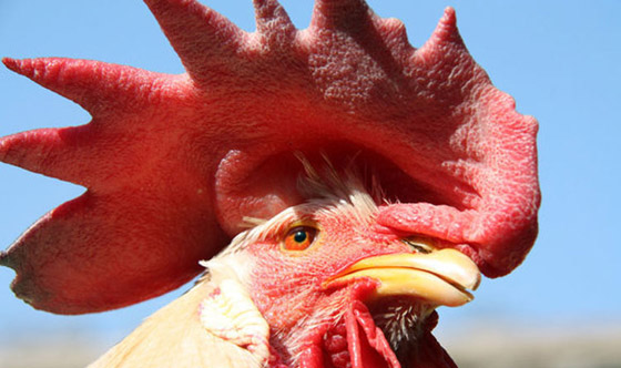 صدقوا أو لا تصدقوا.. هذه الأشياء صالحة للاكل لكننا نتجاهلها صورة رقم 7 صدقوا أو لا تصدقوا.. هذه الأشياء صالحة للاكل لكننا نتجاهلها صورة رقم 7