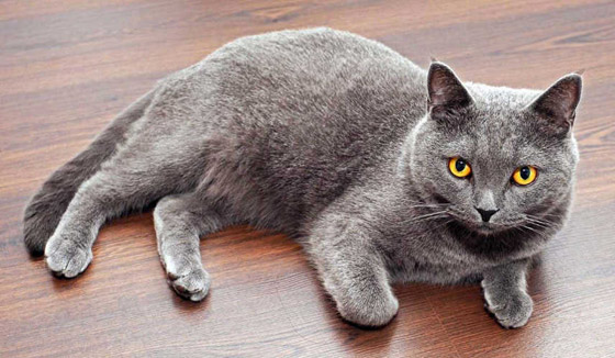 بالصور: تعرفوا إلى أغلى 10 سلالات للقطط حول العالم صورة رقم 1 بالصور: تعرفوا إلى أغلى 10 سلالات للقطط حول العالم صورة رقم 1