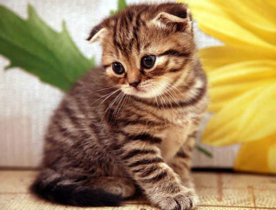 بالصور: تعرفوا إلى أغلى 10 سلالات للقطط حول العالم صورة رقم 2 بالصور: تعرفوا إلى أغلى 10 سلالات للقطط حول العالم صورة رقم 2