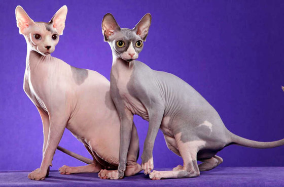 بالصور: تعرفوا إلى أغلى 10 سلالات للقطط حول العالم صورة رقم 3 بالصور: تعرفوا إلى أغلى 10 سلالات للقطط حول العالم صورة رقم 3