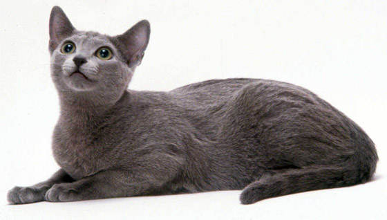 بالصور: تعرفوا إلى أغلى 10 سلالات للقطط حول العالم صورة رقم 4 بالصور: تعرفوا إلى أغلى 10 سلالات للقطط حول العالم صورة رقم 4