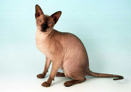 بالصور: تعرفوا إلى أغلى 10 سلالات للقطط حول العالم صورة رقم 5 بالصور: تعرفوا إلى أغلى 10 سلالات للقطط حول العالم صورة رقم 5