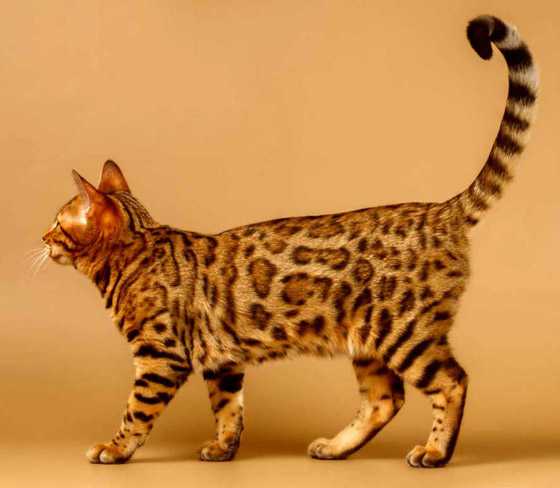 بالصور: تعرفوا إلى أغلى 10 سلالات للقطط حول العالم صورة رقم 8 بالصور: تعرفوا إلى أغلى 10 سلالات للقطط حول العالم صورة رقم 8