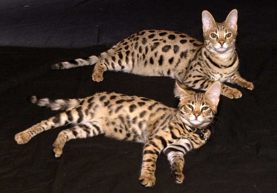 بالصور: تعرفوا إلى أغلى 10 سلالات للقطط حول العالم صورة رقم 9 بالصور: تعرفوا إلى أغلى 10 سلالات للقطط حول العالم صورة رقم 9