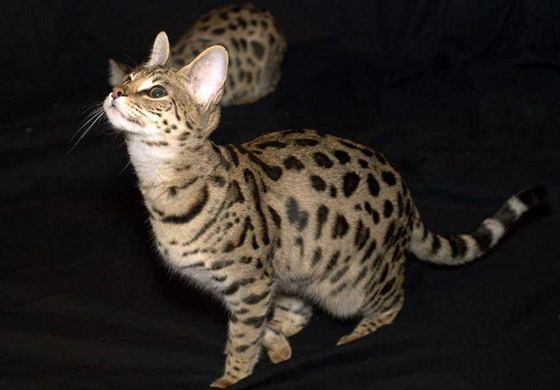 بالصور: تعرفوا إلى أغلى 10 سلالات للقطط حول العالم صورة رقم 10 بالصور: تعرفوا إلى أغلى 10 سلالات للقطط حول العالم صورة رقم 10