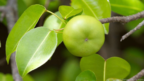 إليكم أخطر 10 نباتات وأكثرها سمية في العالم فقد تؤدي إلى الوفاة صورة رقم 5 إليكم أخطر 10 نباتات وأكثرها سمية في العالم فقد تؤدي إلى الوفاة صورة رقم 5