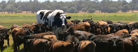 بالفيديو والصور.. بقرة عملاقة بحجم الفيل غير مرحب بها في أي مسلخ صورة رقم 3