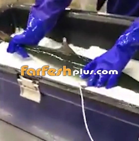 فيديو مذهل.. سمكة مجمدة تعود إلى الحياة بعد وضعها في الماء الدافئ! صورة رقم 2