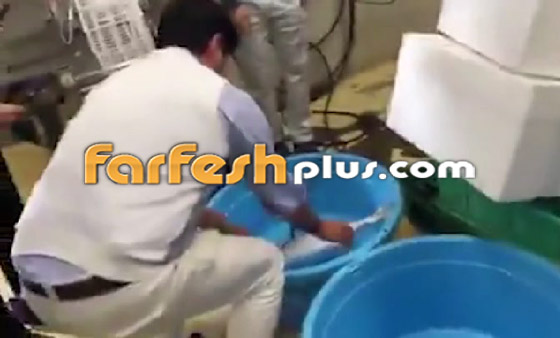 فيديو مذهل.. سمكة مجمدة تعود إلى الحياة بعد وضعها في الماء الدافئ! صورة رقم 6
