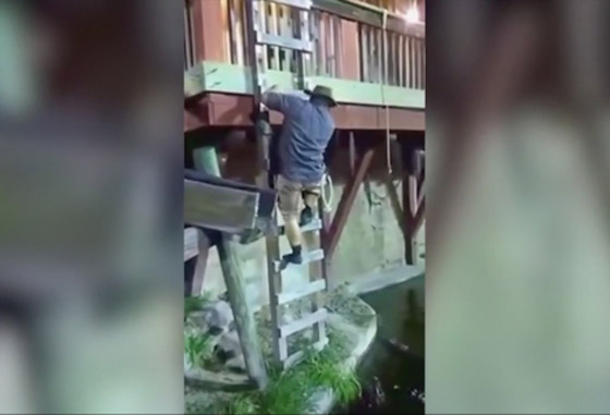 فيديو مروع.. شاهدوا لحظة سقوط رجل في حوض تماسيح! صورة رقم 1