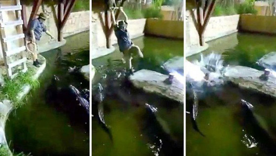 فيديو مروع.. شاهدوا لحظة سقوط رجل في حوض تماسيح! صورة رقم 3