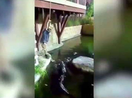 فيديو مروع.. شاهدوا لحظة سقوط رجل في حوض تماسيح! صورة رقم 2