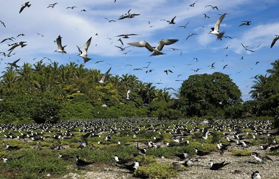 صور جزر تاريخها يخبئ أسرارا ومغامرات صورة رقم 7